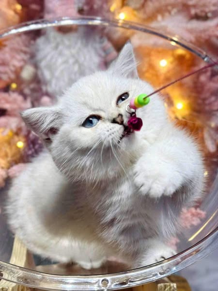 Munchkin