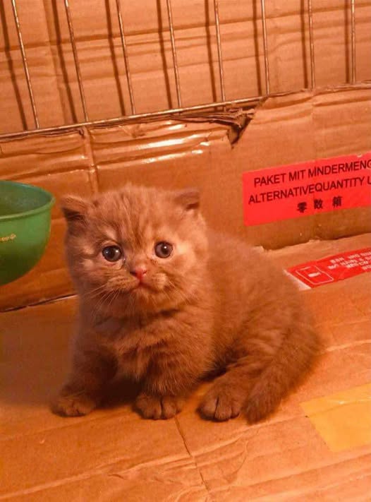 Munchkin Fold