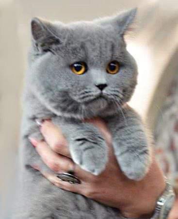 British Shorthair
