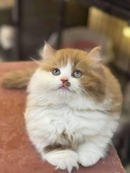 Munchkin Longhair