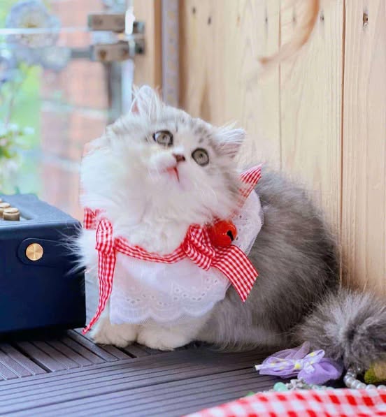 Munchkin Longhair