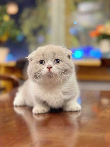Munchkin Fold