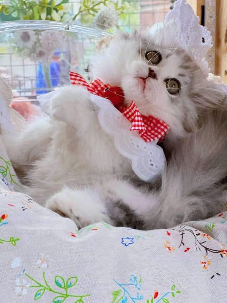 Munchkin Longhair
