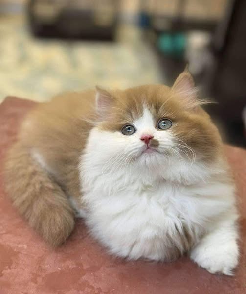 Munchkin Longhair