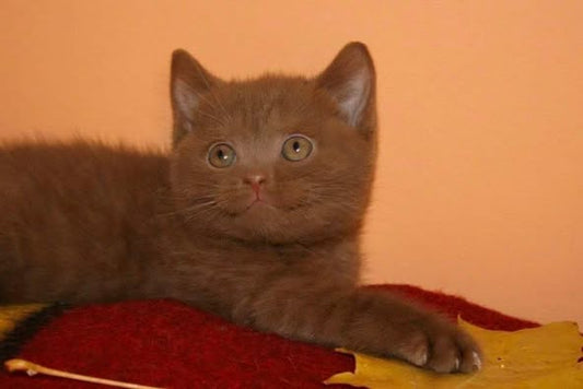 British Shorthair