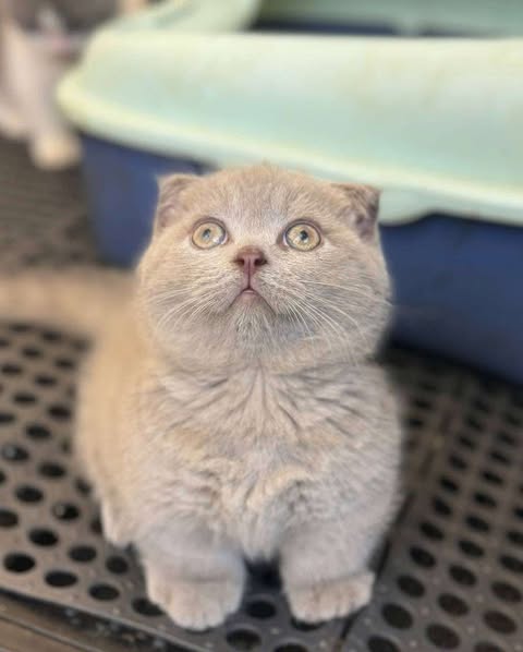 Munchkin Fold