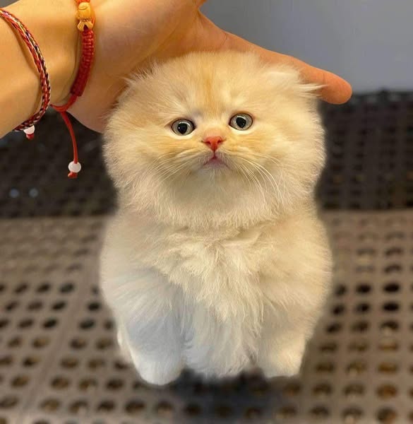 Munchkin Longhair