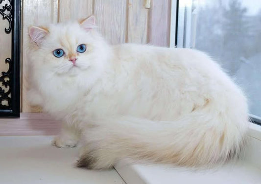 British Longhair