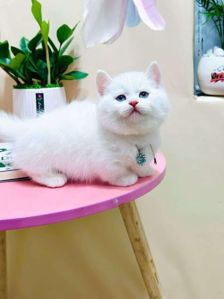 Munchkin