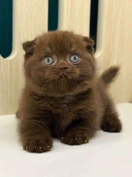 Munchkin Fold