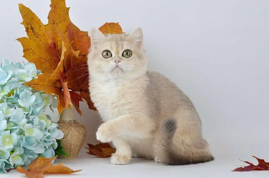 British Longhair