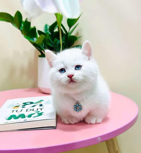 Munchkin