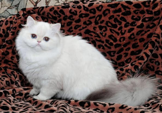 British Longhair