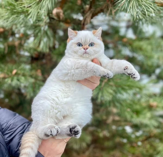 British Shorthair