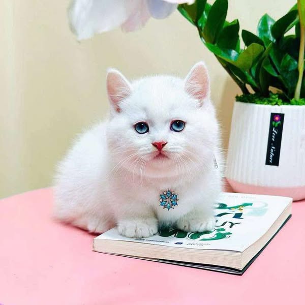 Munchkin