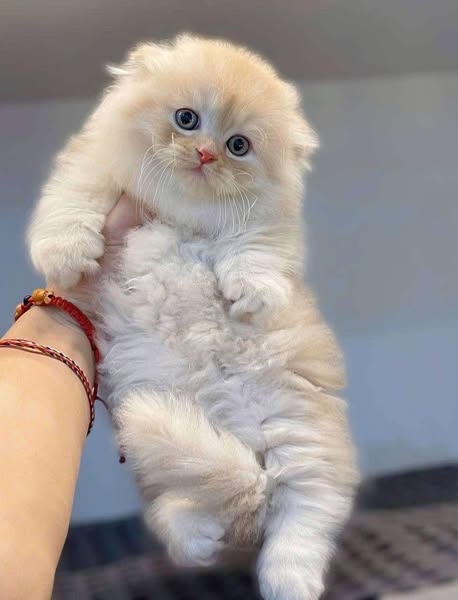 Munchkin Longhair