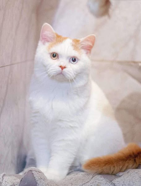British Longhair