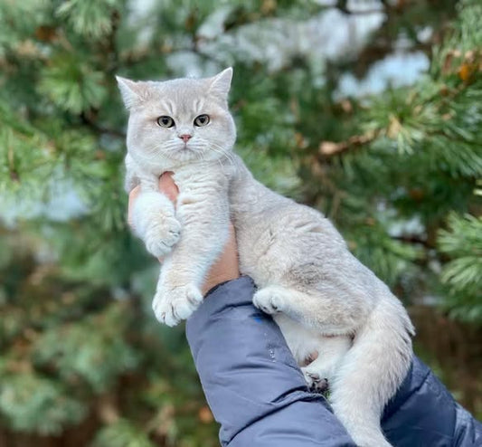 British Shorthair