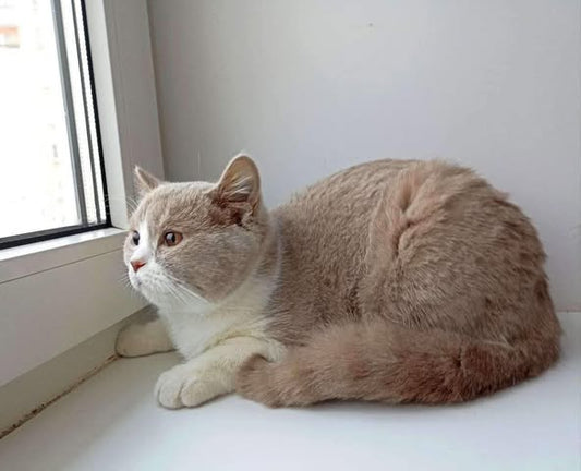British Shorthair