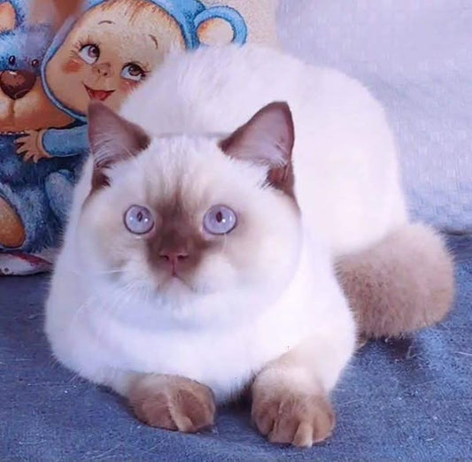 British Shorthair