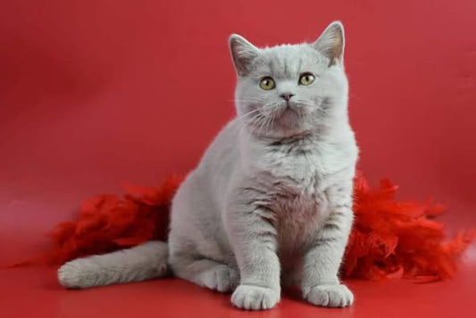 British Shorthair