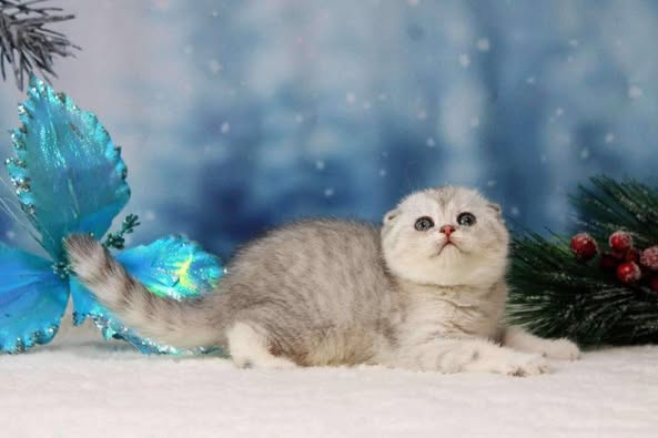 Scottish Fold