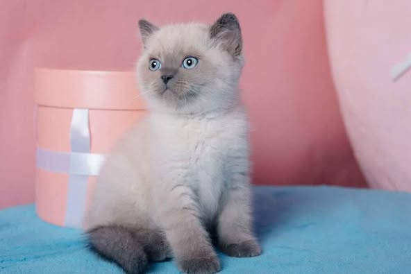 British Shorthair