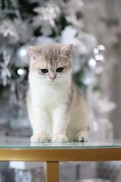 British Shorthair