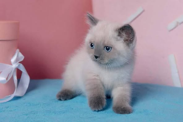 British Shorthair