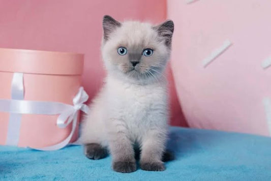 British Shorthair