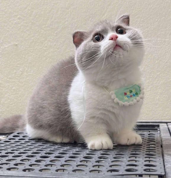Munchkin Fold
