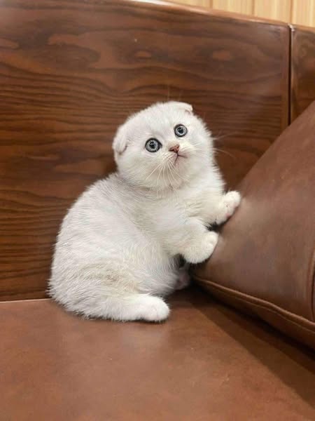 Munchkin Fold