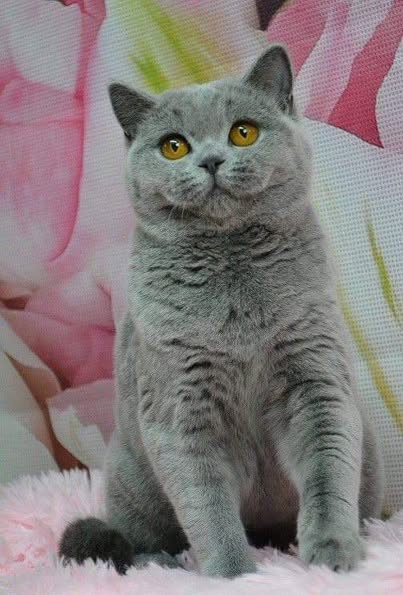 British Shorthair
