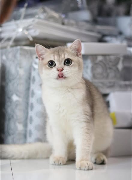 British Shorthair