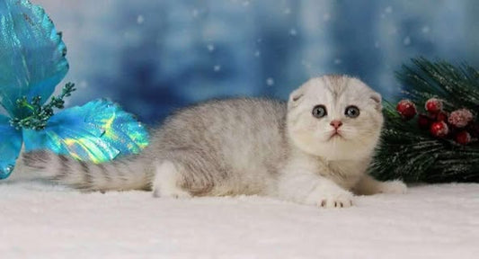 Scottish Fold