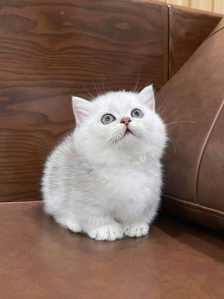 Munchkin