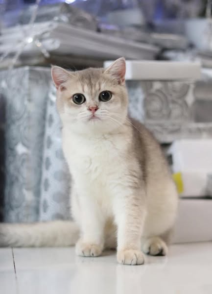 British Shorthair