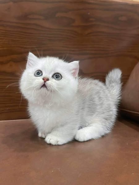 Munchkin