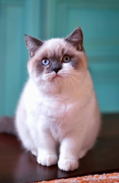 British Shorthair