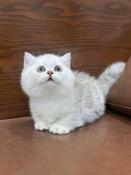 Munchkin