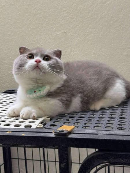 Munchkin Fold
