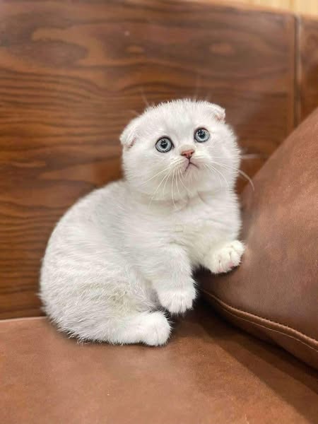 Munchkin Fold