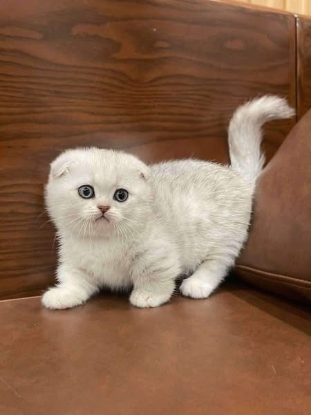 Munchkin Fold