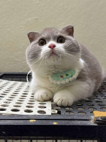 Munchkin Fold