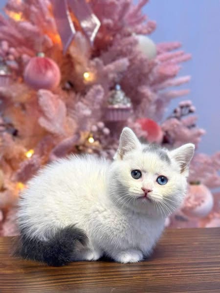Munchkin
