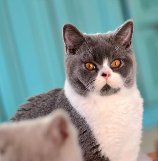 British Shorthair