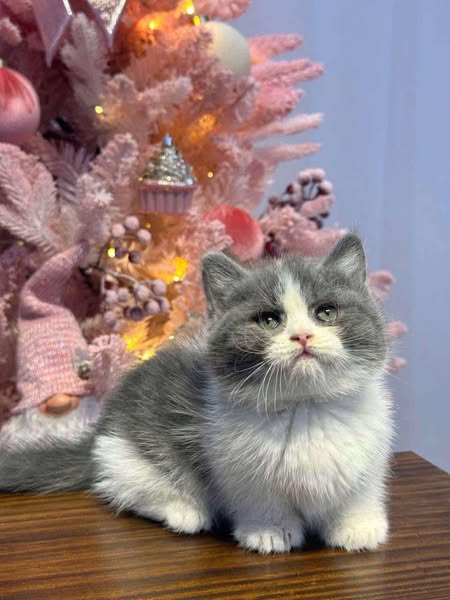 Munchkin