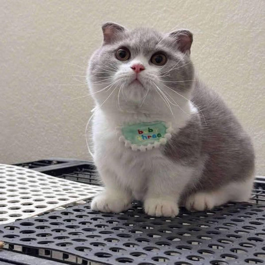 Munchkin Fold