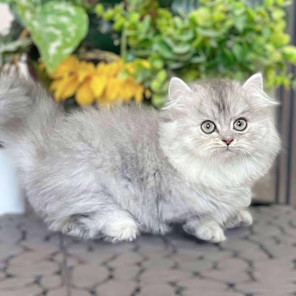 Munchkin Longhair