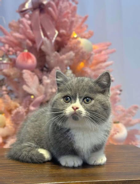 Munchkin